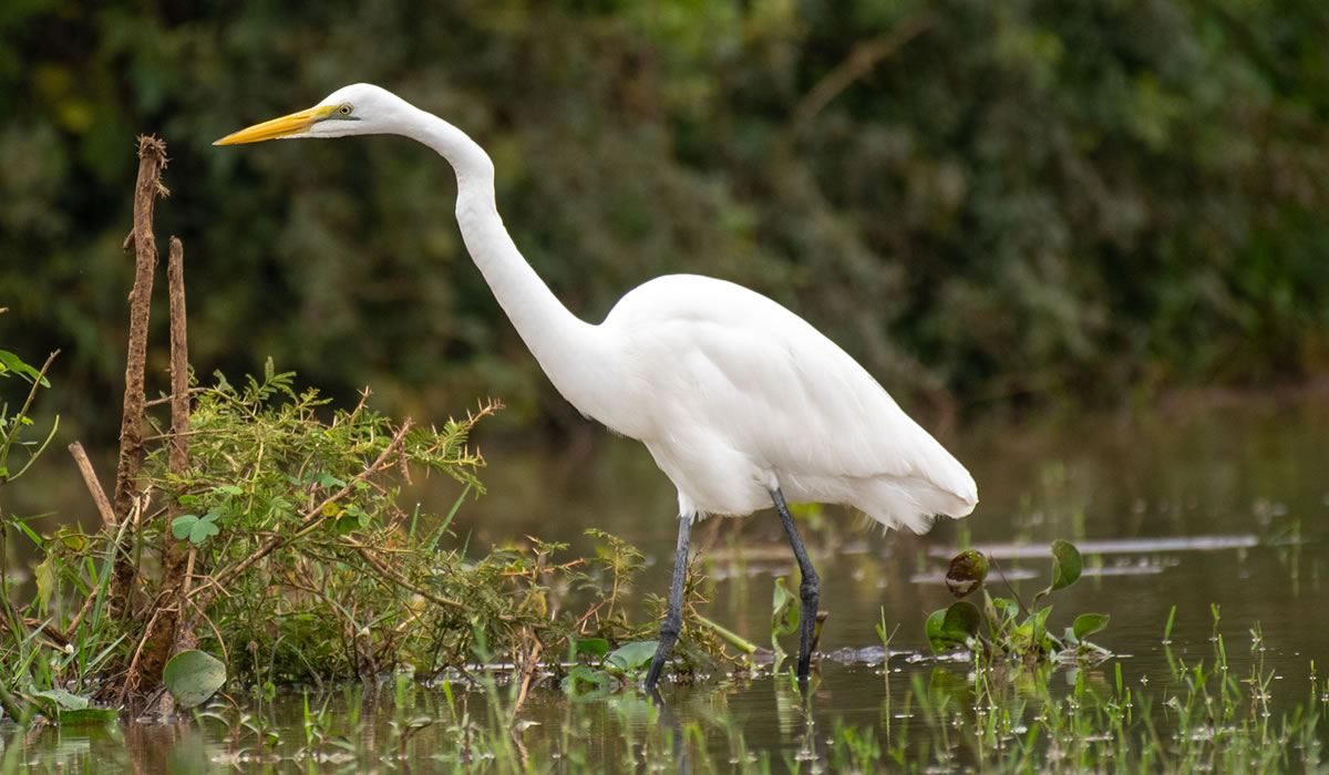 Bird Watching in Rwanda