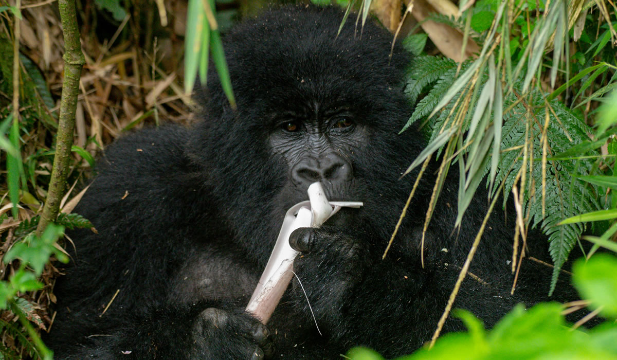 Bwindi Impenetrable National Park
