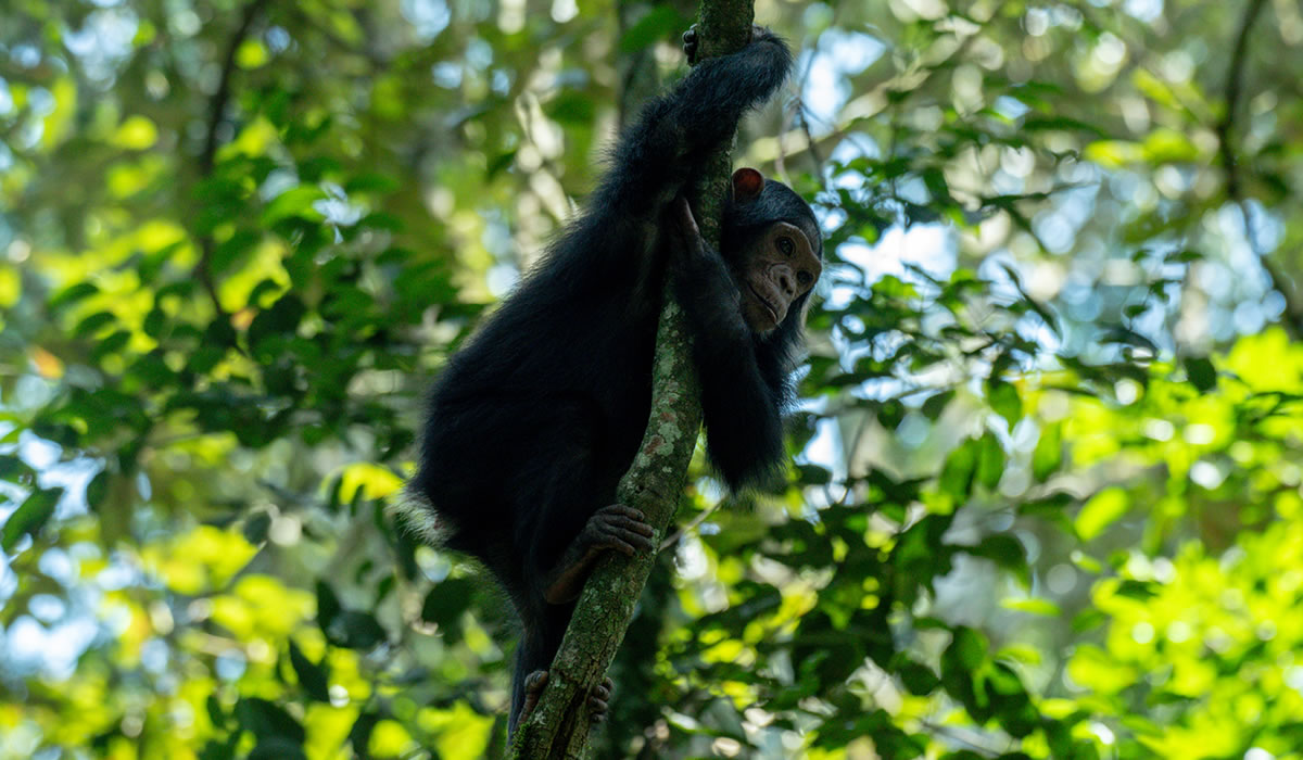 Kibale Forest National Park