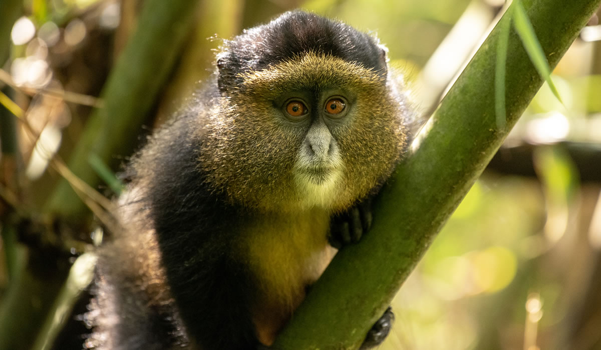 Mgahinga Gorilla National Park