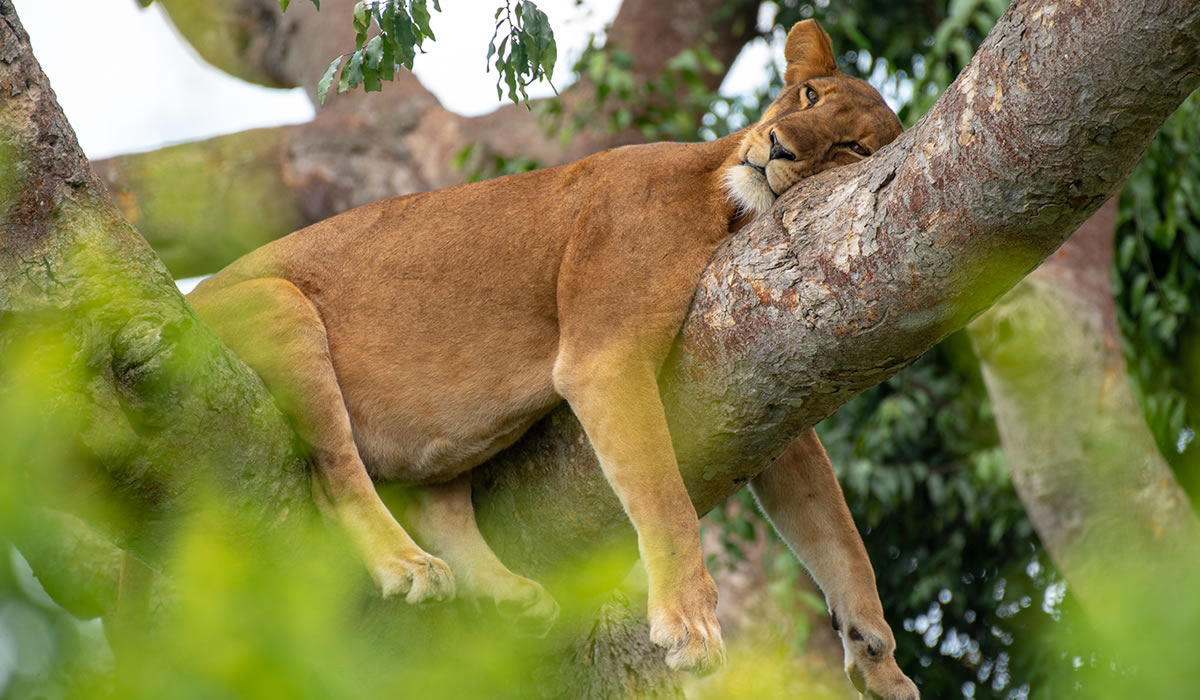 Queen Elizabeth National Park